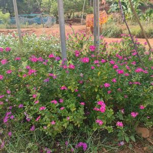 Vinca Live Plant