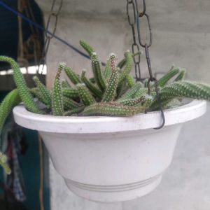 Hanging Cactus Plant