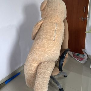 Giant Teddy