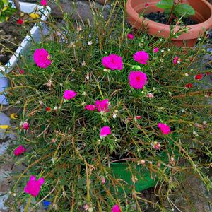 Pink &White Portcuala 💐 Flower Plant