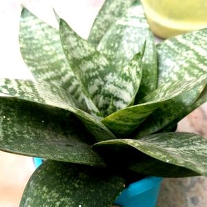 Dwarf Snake Plant