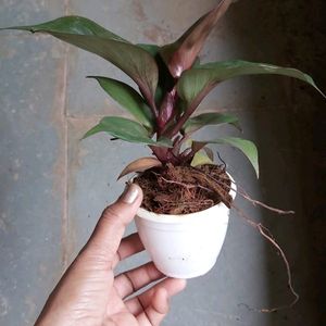 Philodendron Apple Live Plant