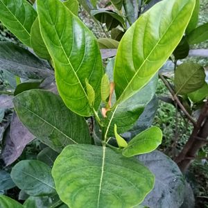 Jackfruit Live Plant Pack Of 1