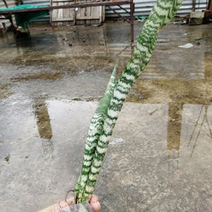 Snake Plant