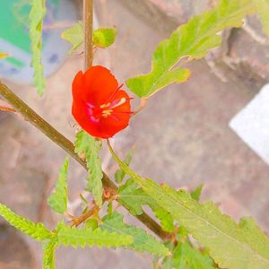 Orange Flower Seeds