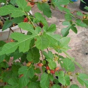 Mulberry Big Size Plant