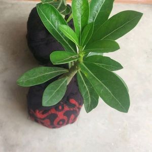 Adenium Sapling For 2