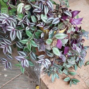 8 To 10 Wandering Jew Plants With Roots