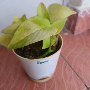 Fresh Money Plant Or Golden Pathos