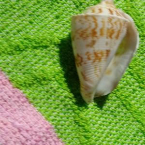 Small Sea Shell (Four)