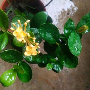 Beautiful Yellow Ixora ( Rangon ) Plant