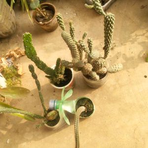 Combo Of 4 Variety Cactus Plant With Root