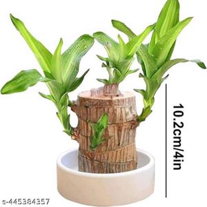 Brazilian Lucky Bamboo Live Plant Wood