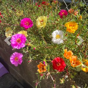 Portulaca Flower Seeds Pack Of 1 Packet