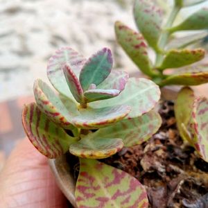 Kalanchoe Mamorato/ Penwiper