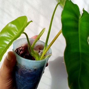 Philodendron Mature Plant