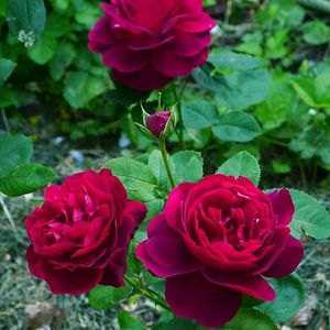 Red And Pink Rose Steam