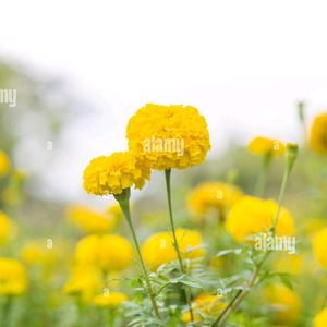 Yellow Marigold Seeds. 50 Seeds Per Pack