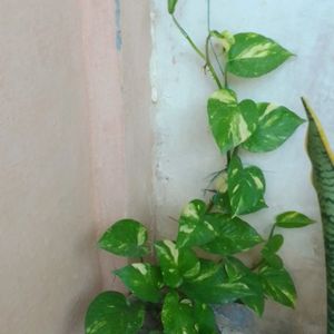 Healthy Long Money Plant