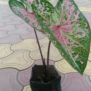 Caladium Pink Live Plant