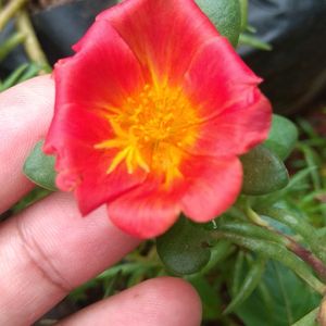 Portulaca Cuttings