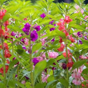 Balsam Live Plant (Pack Of 5 Multi Color)