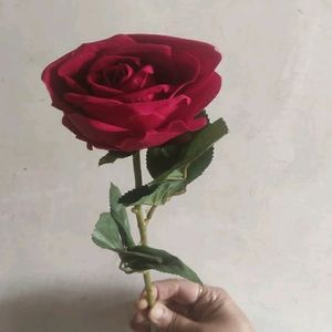 7 colour Velvet Rose