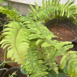 Exotic Rare Verigated Boston Fern Plant With Roots