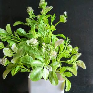 Home Decor Plant