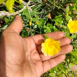 Yellow Colour Combo 5 Different Plants