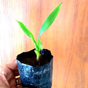 Lucky Bamboo Saplings 4