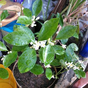 Mini Japanese Orange Plant