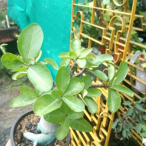 Adenium Arabicum Live Plant (Tk)