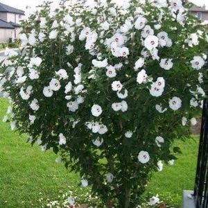 White Hibiscus