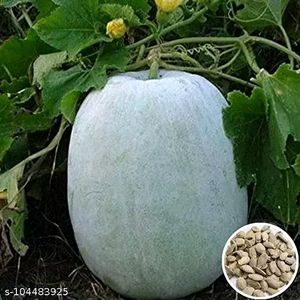 40 Seed Of Hybrid Elite Or Sweet Pumpkin Petha