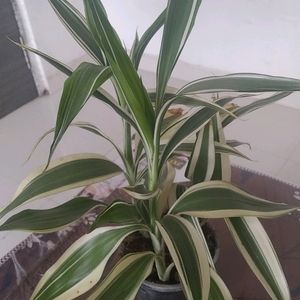 Variegated Bamboo Live Plant