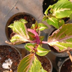 Coleus Live Plant