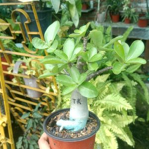 Adenium Arabicum Combo