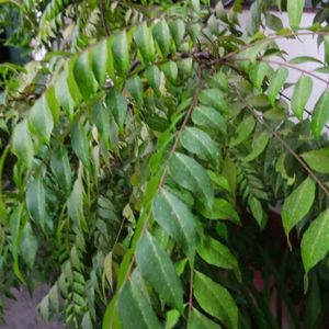 Curry Leaves