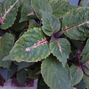 Coleus Combo