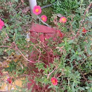 Red Portulaca Cuttings