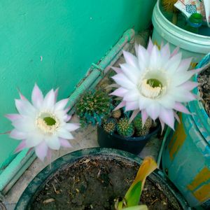 Beautiful Cactus Live Plant