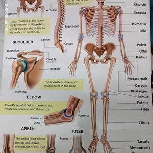 The Skeletal System Charts