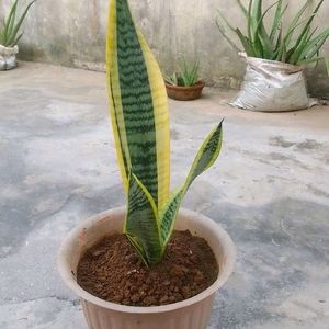 Healthy Snake Plant