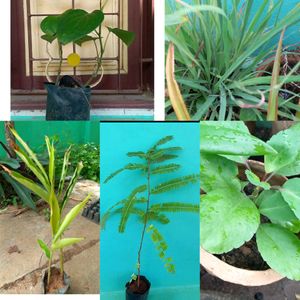 Medicinal Plant Compo Offer