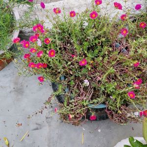 Pink Colour Flower Plant