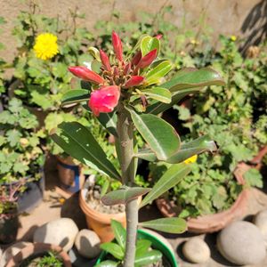 Adenium