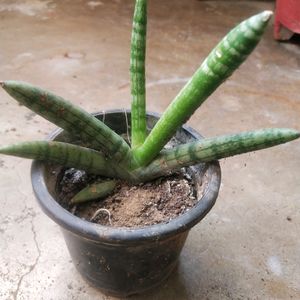 Rare Cylendrical Dracaena Angolensis Plant