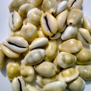 Cowrie Shells Mixed