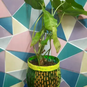 DIY Pot & Philodendron  Plant